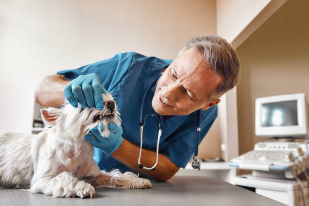 Best Emergency Root Canal Therapy in Ypsilanti, MI